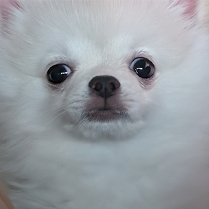 PAWLOGのアバター