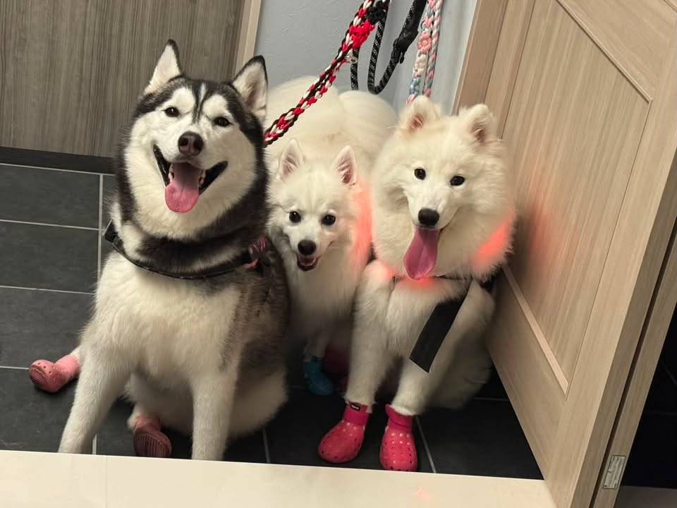 3頭のわんちゃんと暮らすご家族
